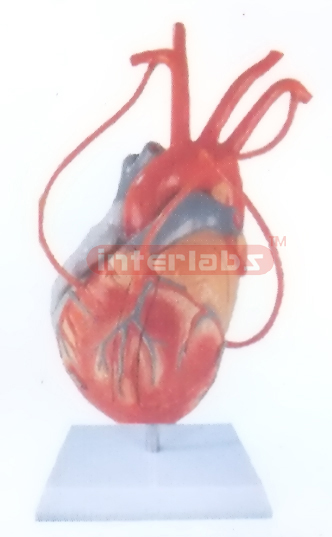 MIDDLE HEART MODEL WITH BYPASS